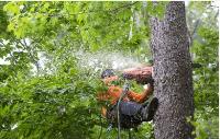 Campbelltown Tree Service image 8